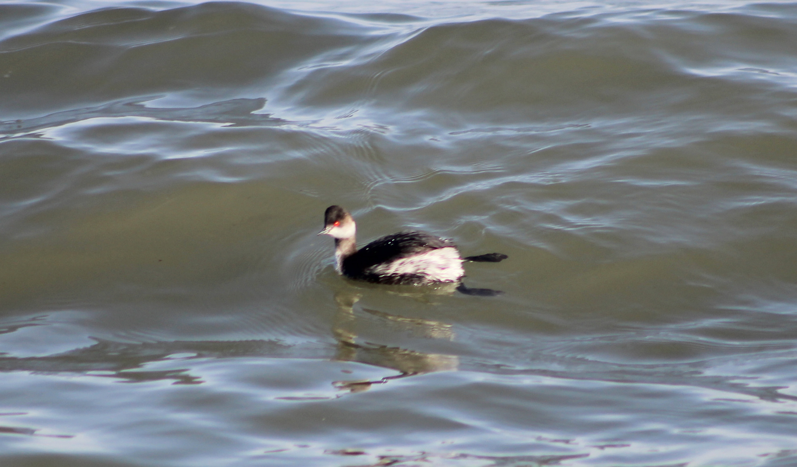 Arctic Loon